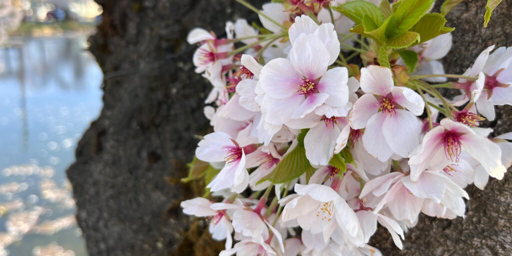 お堀沿の桜